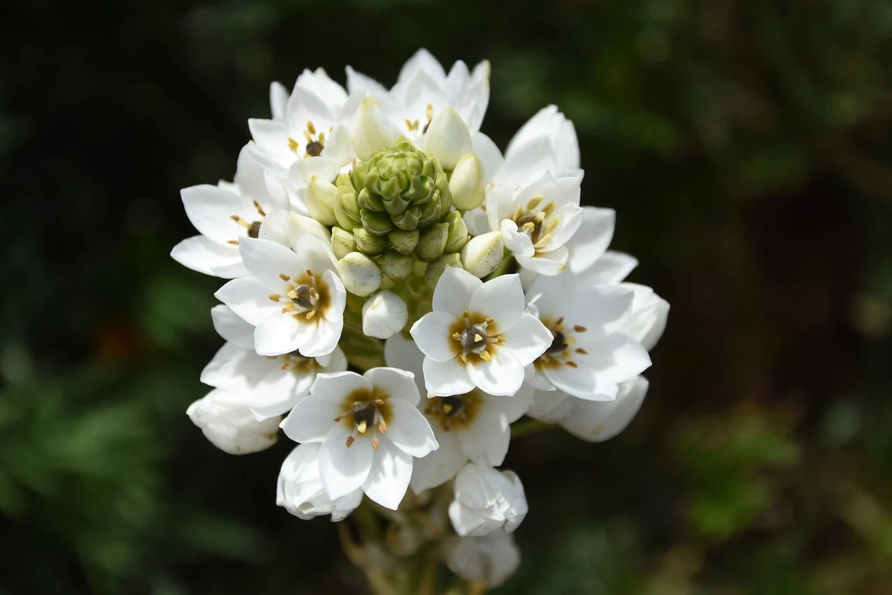 White flowers in bloom