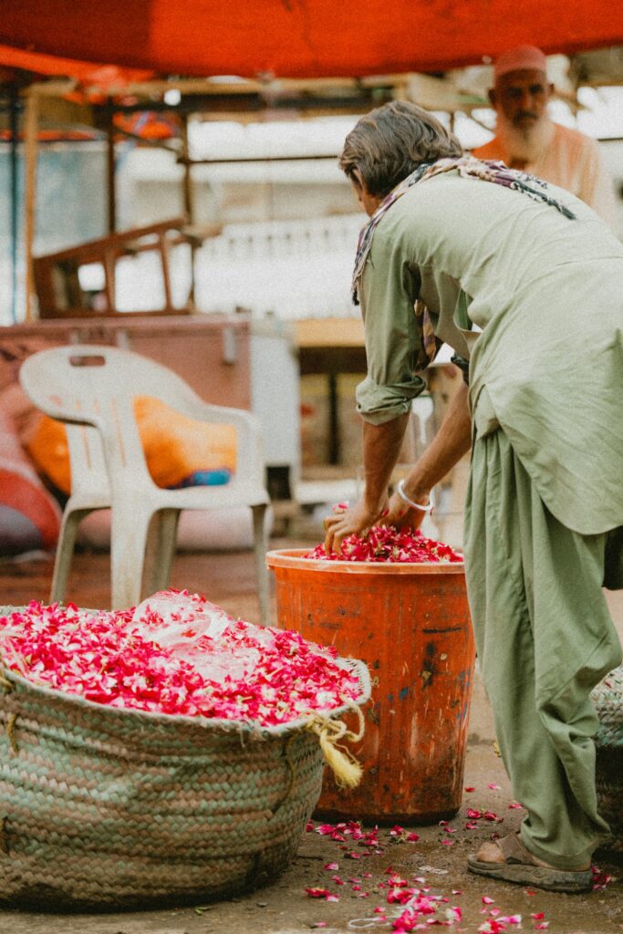 A worker sorting fresh red rose petals for distillation