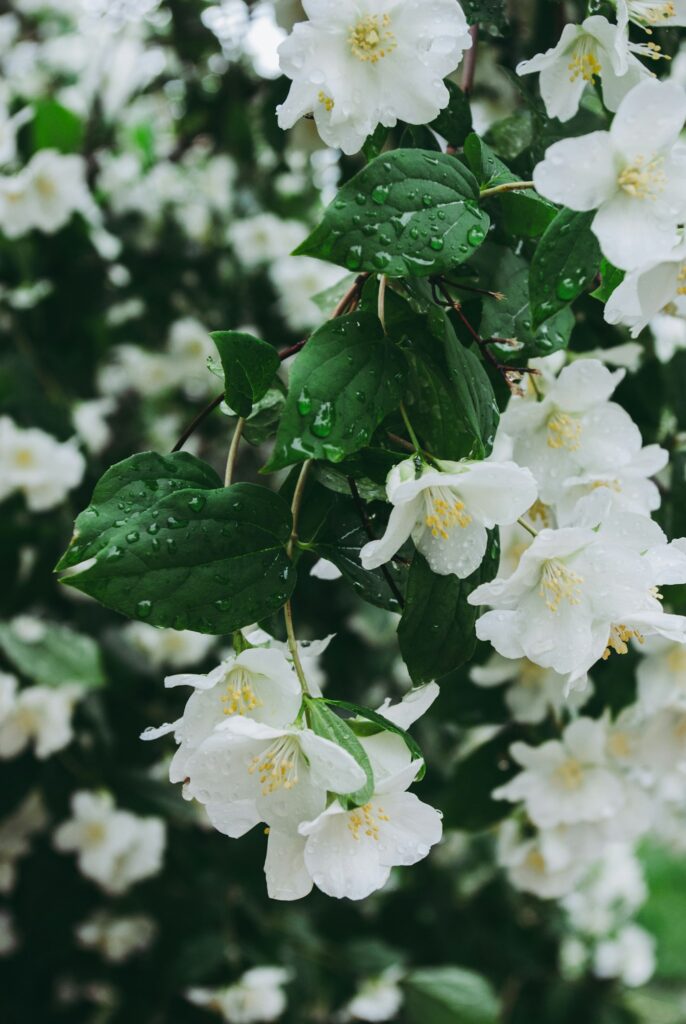 White jasmine-like blossoms, the heart of the floral fragrance family