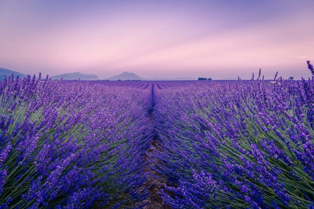 Rows of purple lavender at dusk, a classic aromatic fragrance note