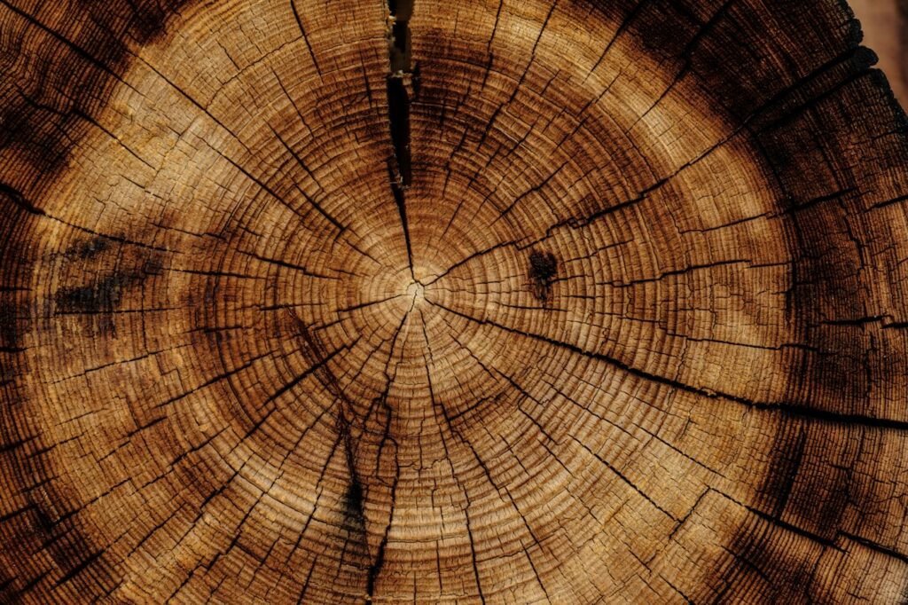 Cross-section of a tree trunk, evoking the woody fragrance family