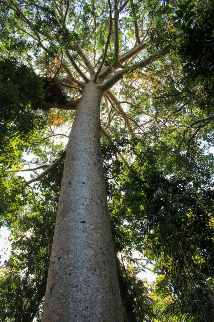 A tall tree in a tropical forest, the kind of habitat where agarwood trees grow